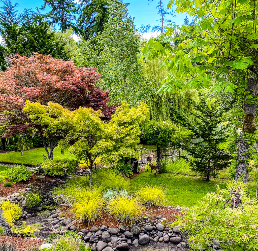 Japanese maple and baby deer in landscaped designed backyard in Gig Harbor, WA