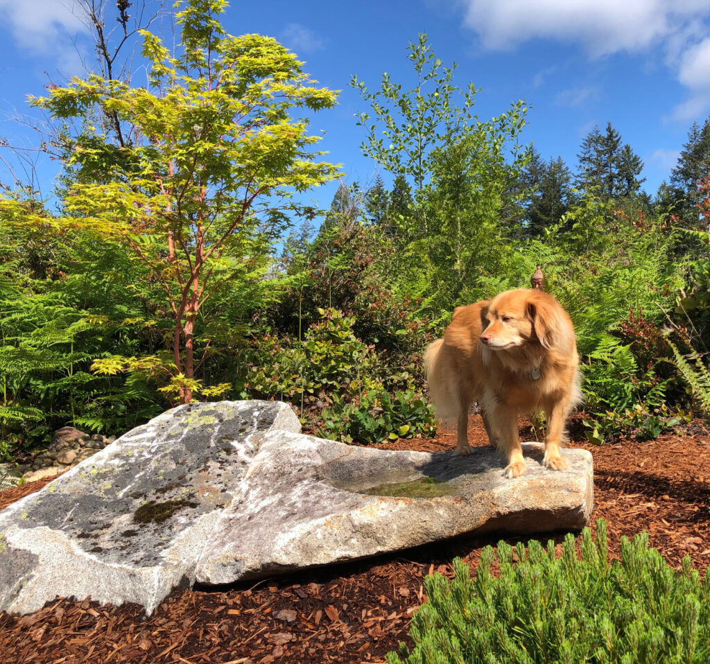 Landscape designers increase visual interest with placement rocks in Gig Harbor, WA
