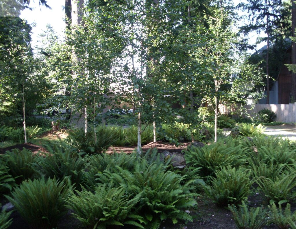 Beautiful landscape design grove of birch trees in Gig Harbor, WA