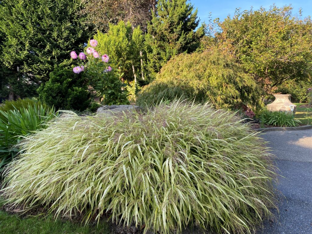 Landscape grasses in Gig Harbor, WA