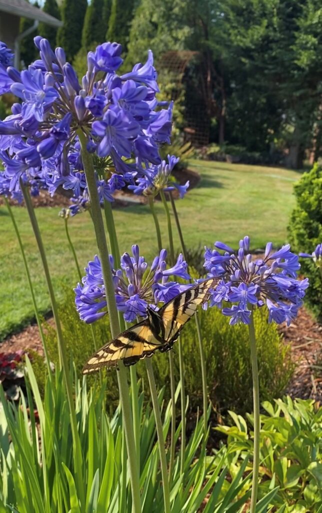 Gig Harbor, WA perennials for butterflies